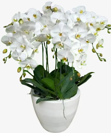 Veloura